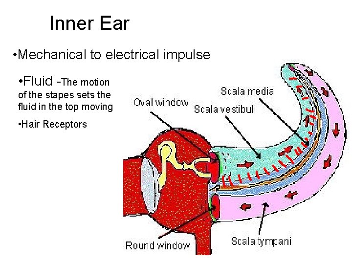 Inner Ear • Mechanical to electrical impulse • Fluid -The motion of the stapes