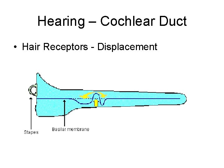 Hearing – Cochlear Duct • Hair Receptors - Displacement 