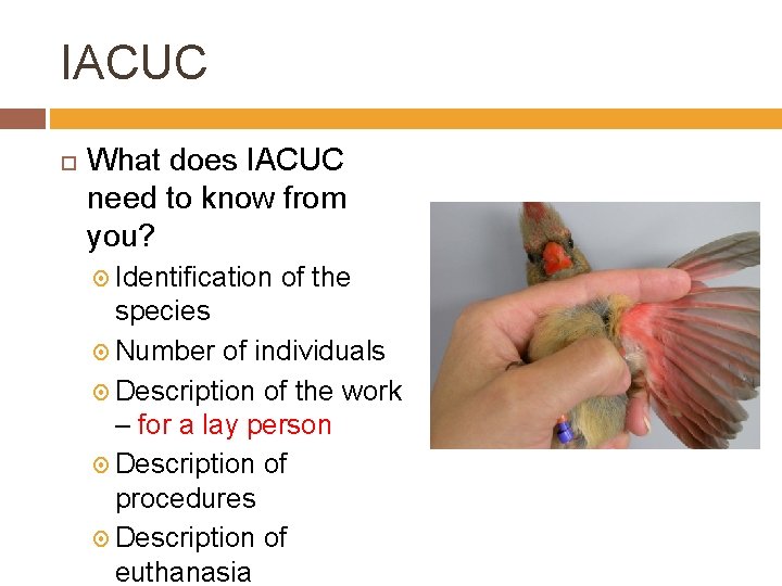 IACUC What does IACUC need to know from you? Identification of the species Number