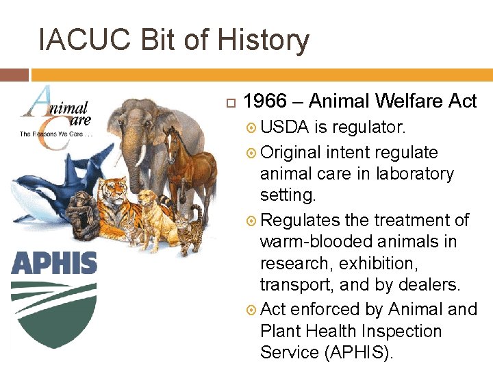 IACUC Bit of History 1966 – Animal Welfare Act USDA is regulator. Original intent