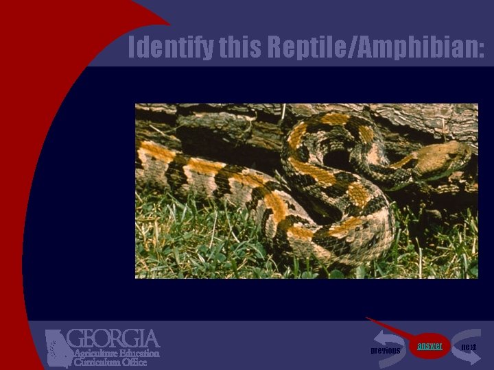 Identify this Reptile/Amphibian: previous answer next 