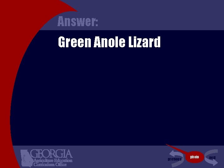 Answer: Green Anole Lizard previous photo next 