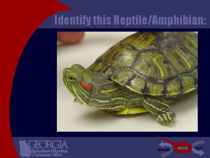 Identify this Reptile/Amphibian: previous answer next 