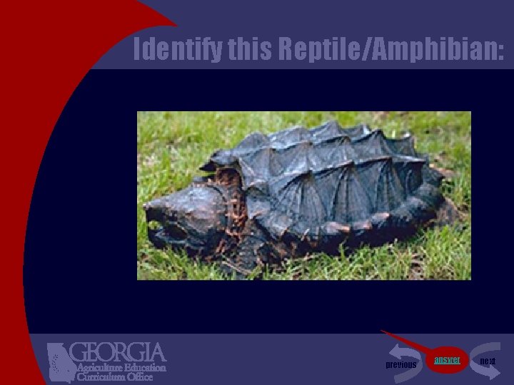 Identify this Reptile/Amphibian: previous answer next 