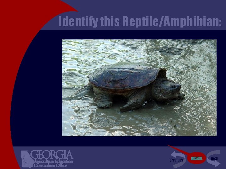 Identify this Reptile/Amphibian: previous answer next 