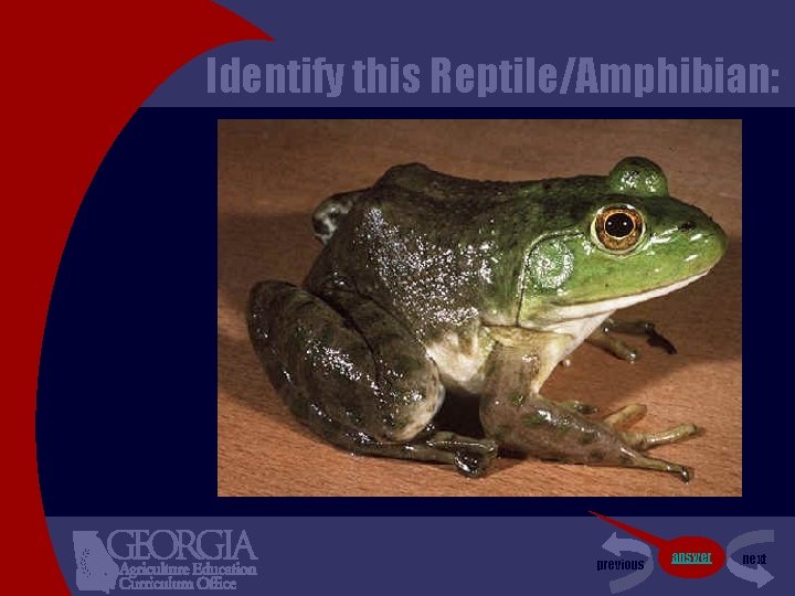 Identify this Reptile/Amphibian: previous answer next 