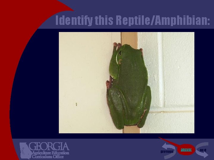 Identify this Reptile/Amphibian: previous answer next 