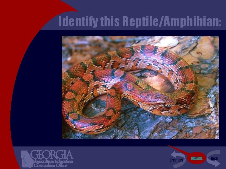 Identify this Reptile/Amphibian: previous answer next 