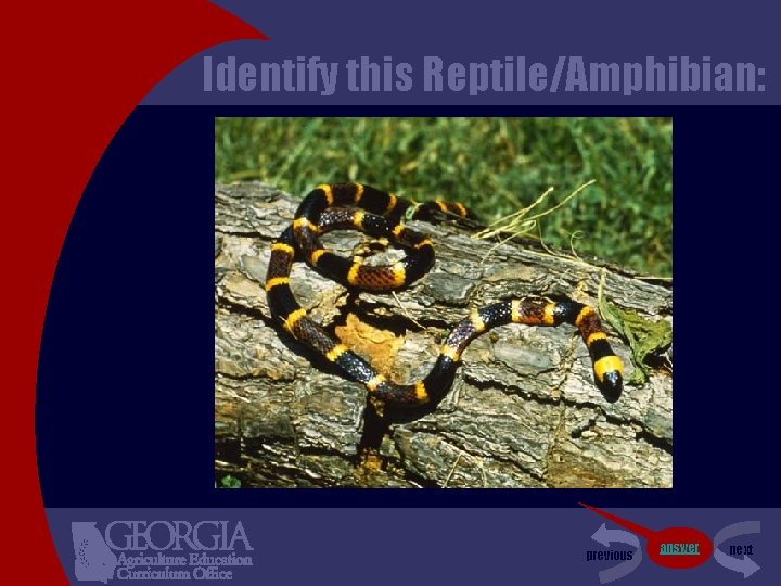Identify this Reptile/Amphibian: previous answer next 