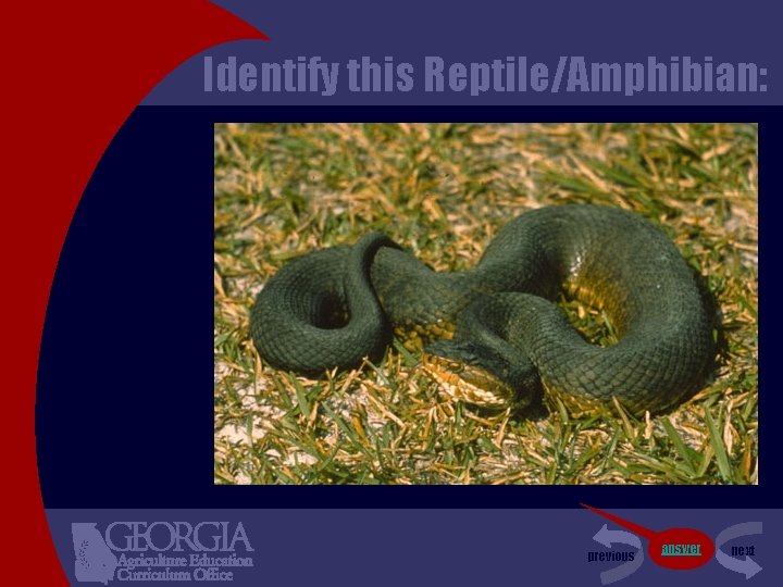 Identify this Reptile/Amphibian: previous answer next 