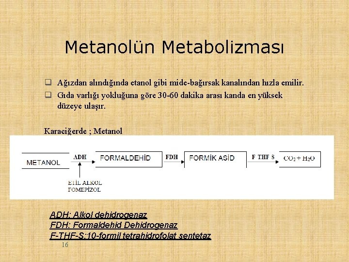 Metanolün Metabolizması q Ağızdan alındığında etanol gibi mide-bağırsak kanalından hızla emilir. q Gıda varlığı