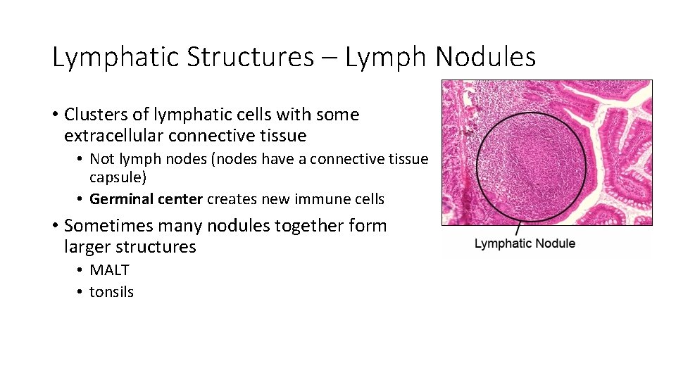 Lymphatic Structures – Lymph Nodules • Clusters of lymphatic cells with some extracellular connective