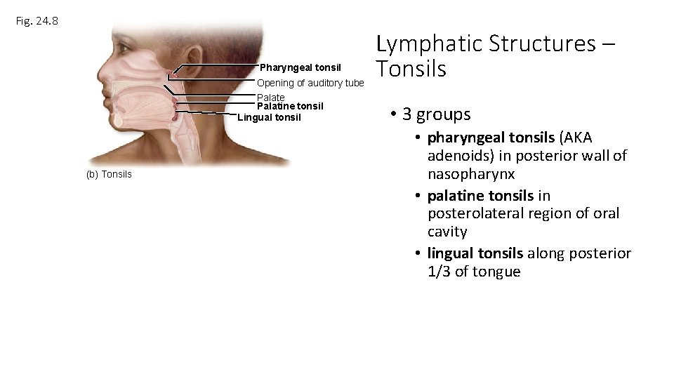 Fig. 24. 8 Pharyngeal tonsil Opening of auditory tube Palatine tonsil Lingual tonsil (b)