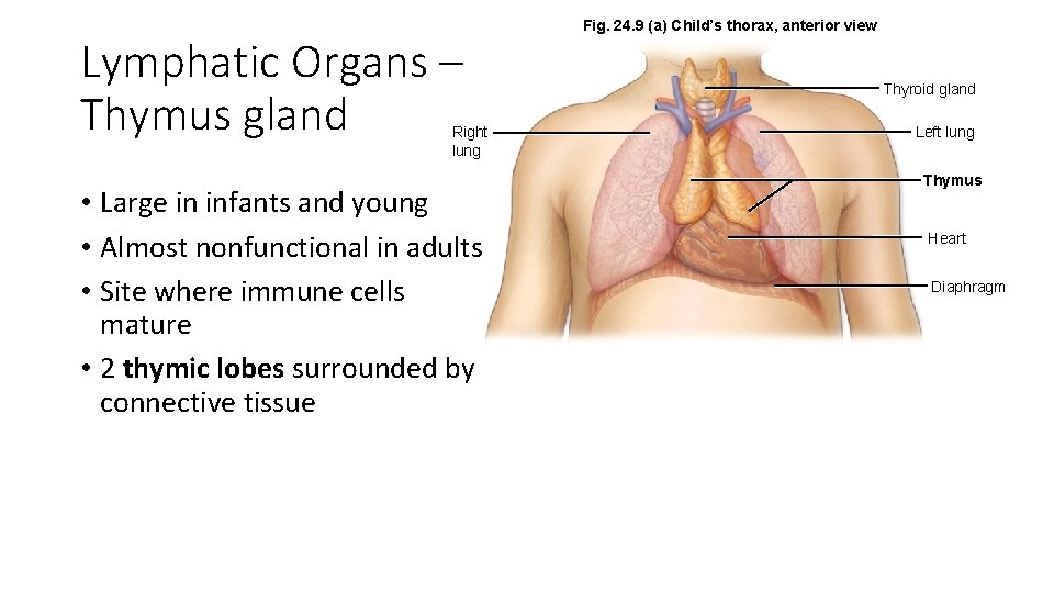 Lymphatic Organs – Thymus gland Right lung • Large in infants and young •