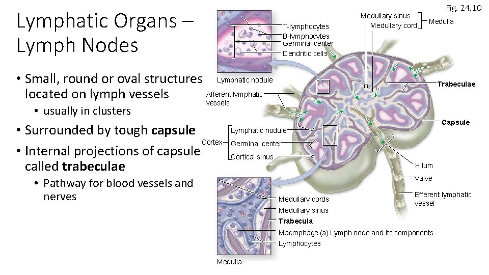 Lymphatic Organs – Lymph Nodes T-lymphocytes B-lymphocytes Germinal center Dendritic cells Medullary sinus Medullary