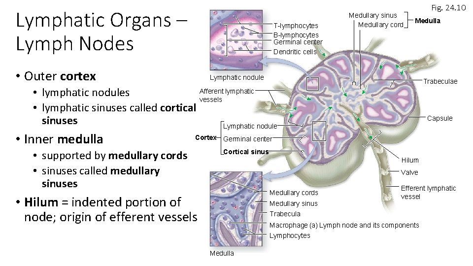 Lymphatic Organs – Lymph Nodes T-lymphocytes B-lymphocytes Germinal center Dendritic cells • Outer cortex