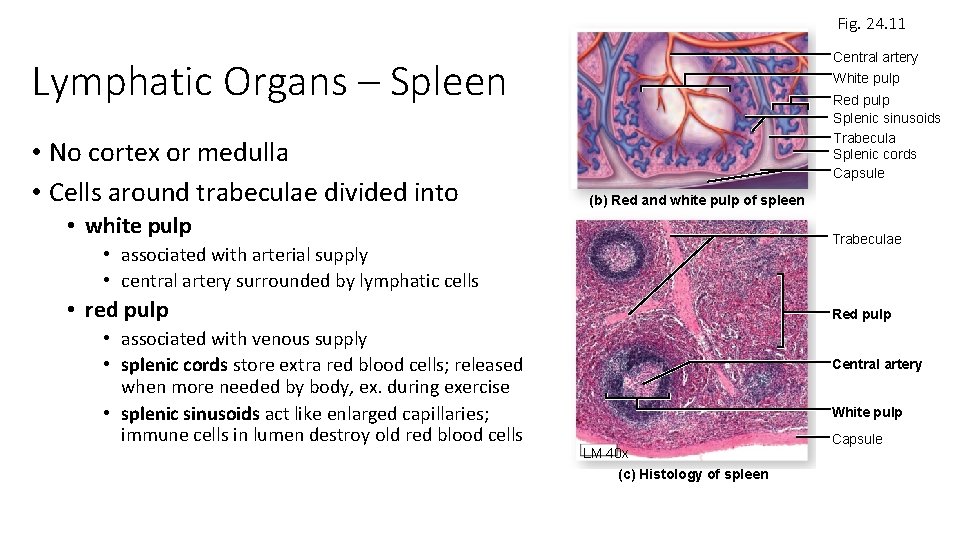 Fig. 24. 11 Central artery White pulp Lymphatic Organs – Spleen • No cortex