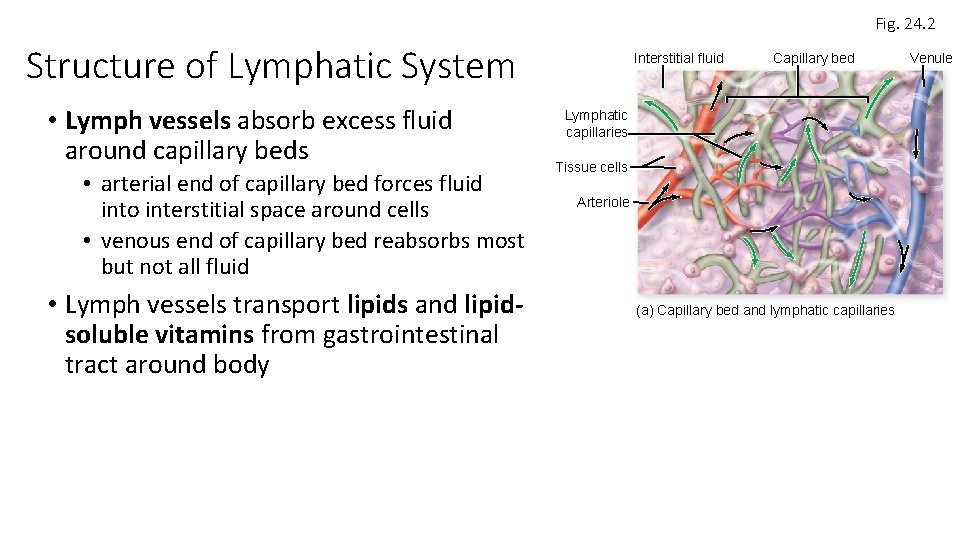 Fig. 24. 2 Structure of Lymphatic System • Lymph vessels absorb excess fluid around