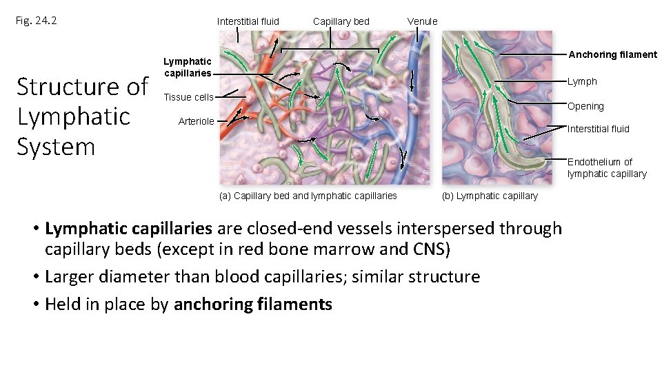 Fig. 24. 2 Structure of Lymphatic System Interstitial fluid Capillary bed Venule Anchoring filament