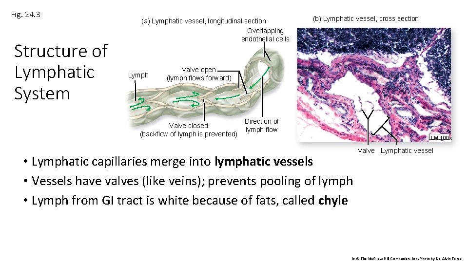 Fig. 24. 3 Structure of Lymphatic System (a) Lymphatic vessel, longitudinal section Overlapping endothelial