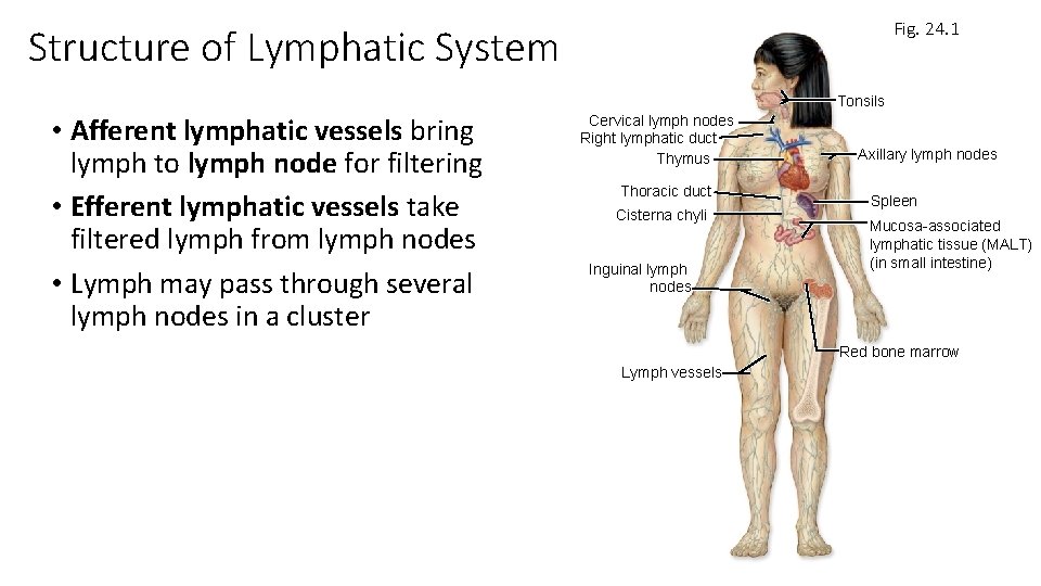 Fig. 24. 1 Structure of Lymphatic System Tonsils • Afferent lymphatic vessels bring lymph