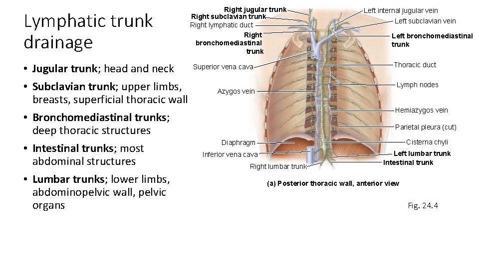 Lymphatic trunk drainage • Jugular trunk; head and neck • Subclavian trunk; upper limbs,