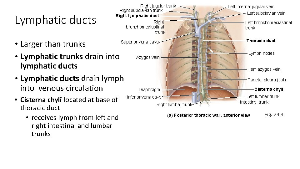 Lymphatic ducts Right jugular trunk Right subclavian trunk Right lymphatic duct Right bronchomediastinal trunk