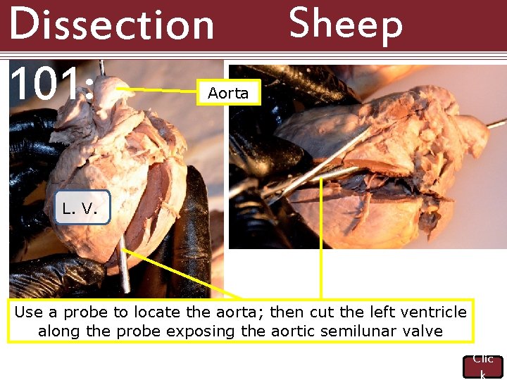 Dissection 101: Aorta Sheep Heart L. V. Use a probe to locate the aorta;