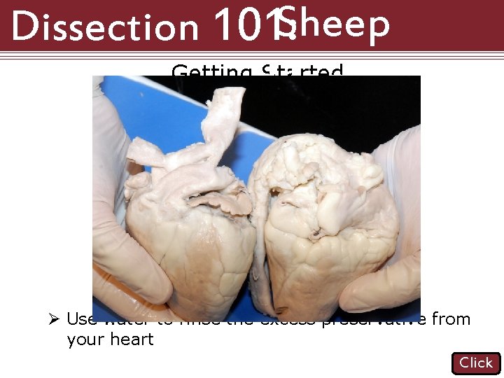 Dissection 101: Sheep Heart Getting Started Ø Use water to rinse the excess preservative