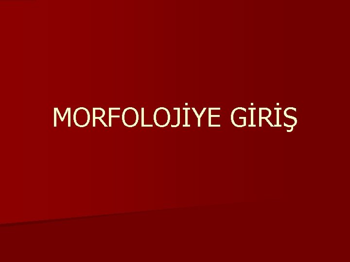 MORFOLOJİYE GİRİŞ 