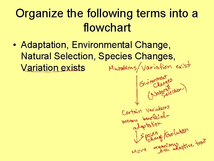 Organize the following terms into a flowchart • Adaptation, Environmental Change, Natural Selection, Species