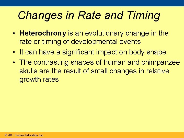 Changes in Rate and Timing • Heterochrony is an evolutionary change in the rate