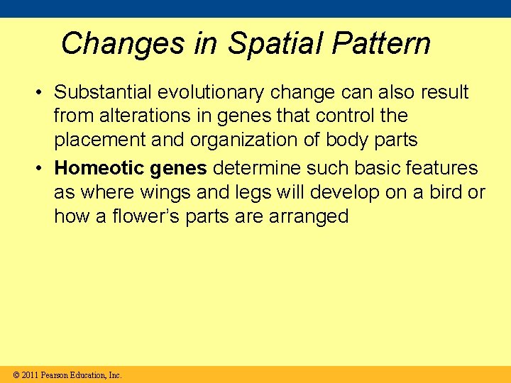 Changes in Spatial Pattern • Substantial evolutionary change can also result from alterations in