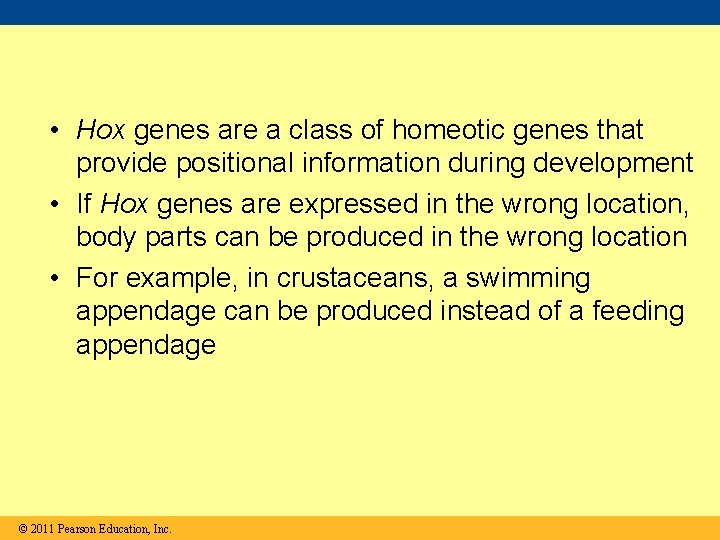  • Hox genes are a class of homeotic genes that provide positional information