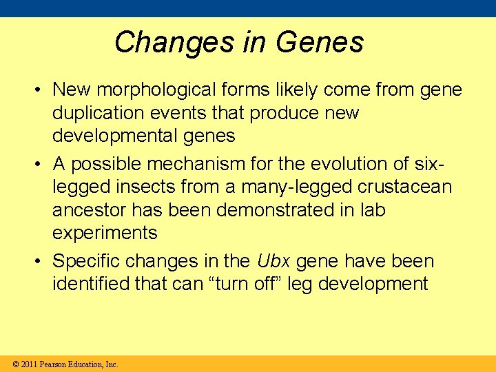 Changes in Genes • New morphological forms likely come from gene duplication events that