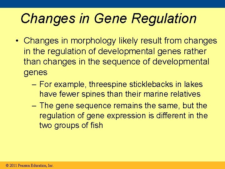 Changes in Gene Regulation • Changes in morphology likely result from changes in the