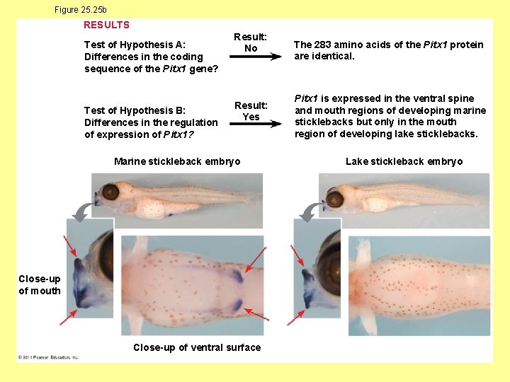 Figure 25. 25 b RESULTS Test of Hypothesis A: Differences in the coding sequence