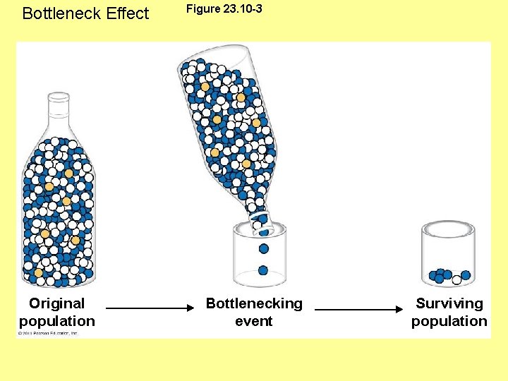 Bottleneck Effect Original population Figure 23. 10 -3 Bottlenecking event Surviving population 