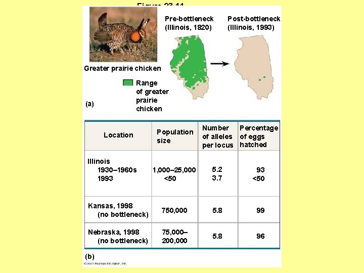 Figure 23. 11 Pre-bottleneck (Illinois, 1820) Post-bottleneck (Illinois, 1993) Greater prairie chicken Range of