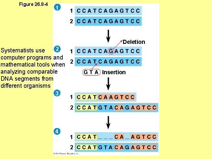 Figure 26. 8 -4 1 1 2 Deletion 2 Systematists use 1 computer programs