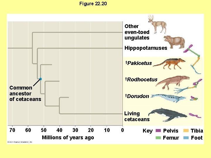 Figure 22. 20 Other even-toed ungulates Hippopotamuses †Pakicetus †Rodhocetus Common ancestor of cetaceans †Dorudon