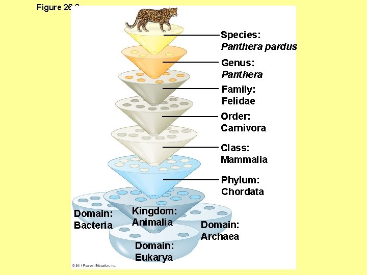 Figure 26. 3 Species: Panthera pardus Genus: Panthera Family: Felidae Order: Carnivora Class: Mammalia