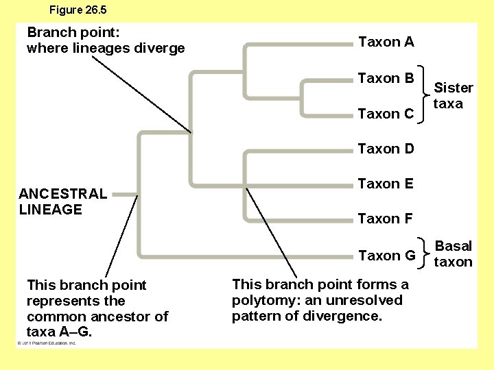 Figure 26. 5 Branch point: where lineages diverge Taxon A Taxon B Taxon C