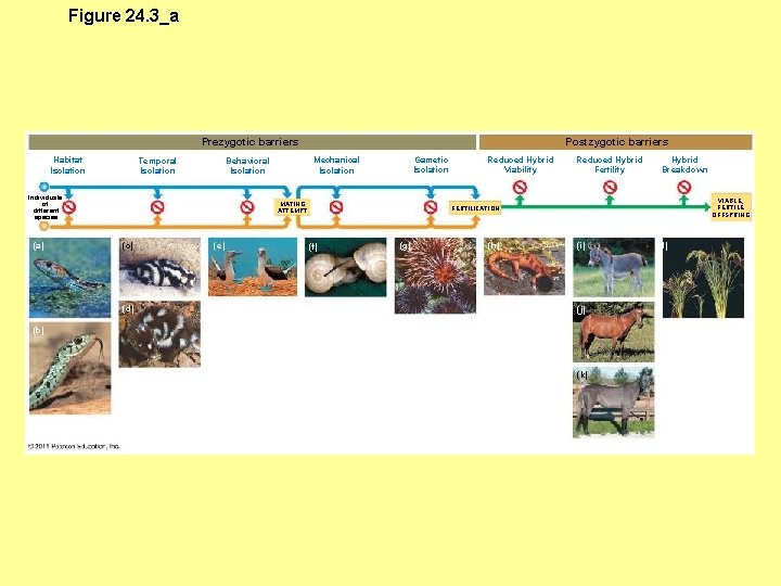 Figure 24. 3_a Prezygotic barriers Habitat Isolation Temporal Isolation (a) Gametic Isolation Mechanical Isolation