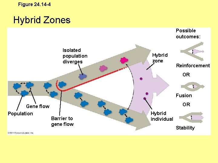 Figure 24. 14 -4 Hybrid Zones Possible outcomes: Isolated population diverges Hybrid zone Reinforcement