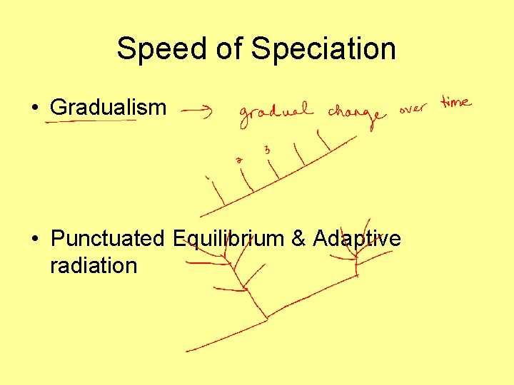 Speed of Speciation • Gradualism • Punctuated Equilibrium & Adaptive radiation 