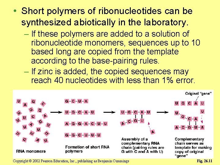 • Short polymers of ribonucleotides can be synthesized abiotically in the laboratory. –