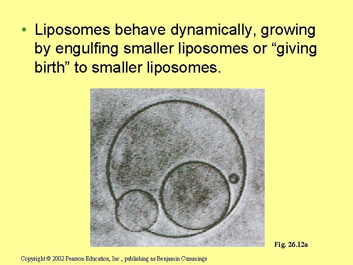  • Liposomes behave dynamically, growing by engulfing smaller liposomes or “giving birth” to