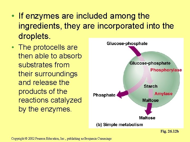  • If enzymes are included among the ingredients, they are incorporated into the