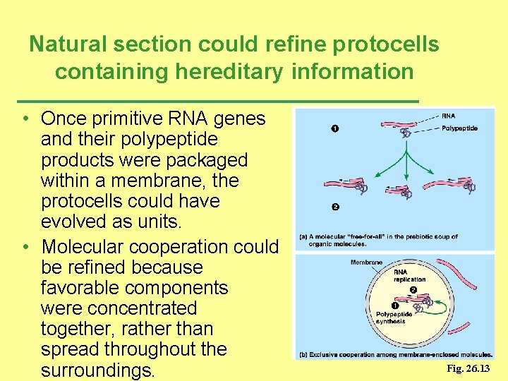 Natural section could refine protocells containing hereditary information • Once primitive RNA genes and